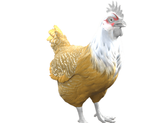 Catalana Black White Head chicken appearance
