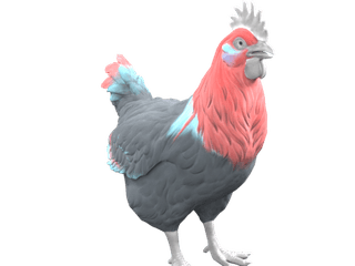 Catalana Black With Red Head chicken appearance