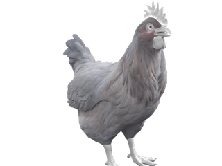 Catalana Black chicken appearance