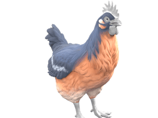 Catalana Blue And Light Orange chicken appearance