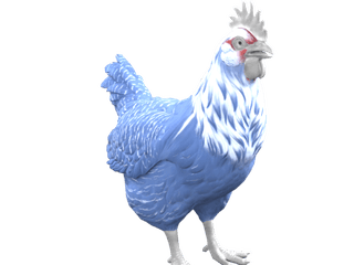 Catalana Blue chicken appearance