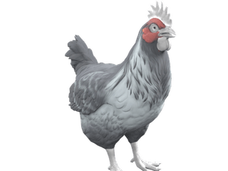 Catalana Grey chicken appearance