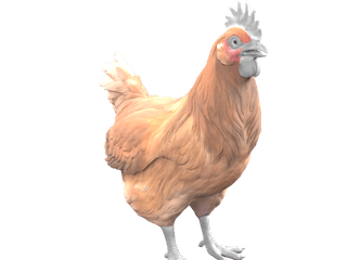 Catalana Tan chicken appearance