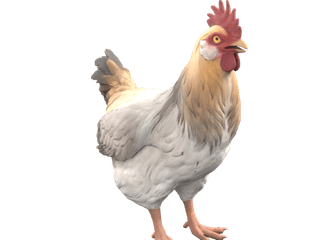 Catalana White Tan Head chicken appearance
